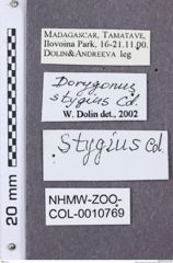 Etikette zu Dorygonus (Dorygonus) stygius (NHMW-ZOO-COL-0010769)